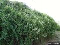 Polygonum baldschuanicum